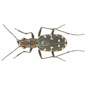 CICINDELA LITTORALIS NEMORALIS